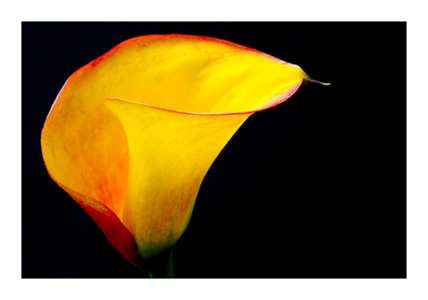 Zantedeschia 1